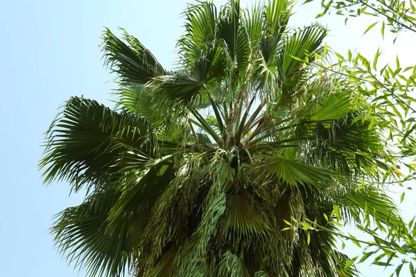 Όμορφο Φοινικόδεντρο Πράσινα Φύλλα Ενάντια Στον Γαλάζιο Ουρανό Άποψη Χαμηλής — Φωτογραφία Αρχείου