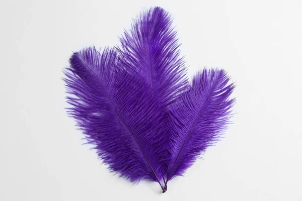 Beautiful Delicate Purple Feathers White Background — Stock Photo, Image