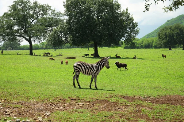 Schöne Zebras Und Verschiedene Tiere Safaripark — Stockfoto