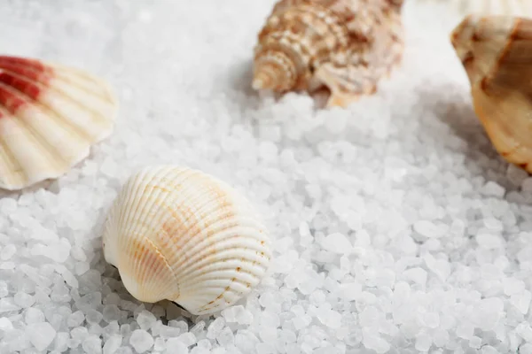 Many Beautiful Shells Natural Sea Salt Closeup Stock Picture
