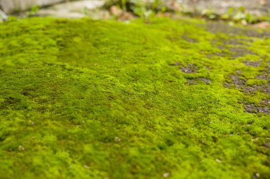 Arkaplan olarak yosun içeren desenli yüzey, yakın plan