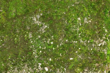 Textured surface with moss as background, top view clipart