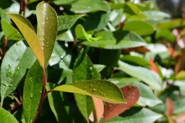 Su damlalı güzel yeşil yaprakların yakın görüntüsü, metin için boşluk