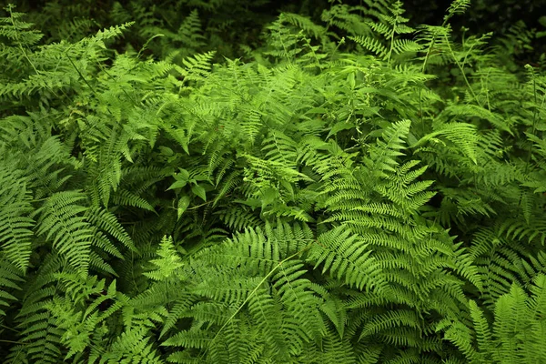 Krásné Zelené Kapradí Listy Parku Venku — Stock fotografie