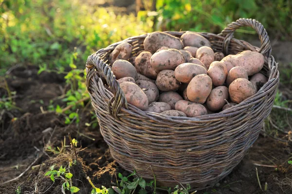 Patatas Frescas Maduras Canasta Mimbre Tierra — Foto de Stock