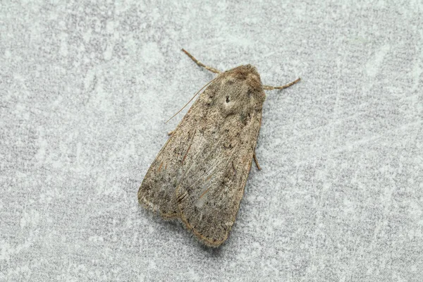 Paradrina Clavipalpis Moth Ανοιχτό Γκρι Υφή Φόντο Κορυφαία Άποψη — Φωτογραφία Αρχείου