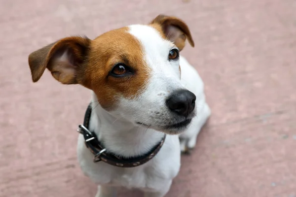 Vackra Jack Russell Terrier Svart Läder Hund Krage Utomhus — Stockfoto