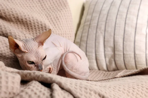아름다운 스핑크스 고양이는 소파에서 휴식을 취하고 텍스트를 공간을 합니다 귀여운 — 스톡 사진