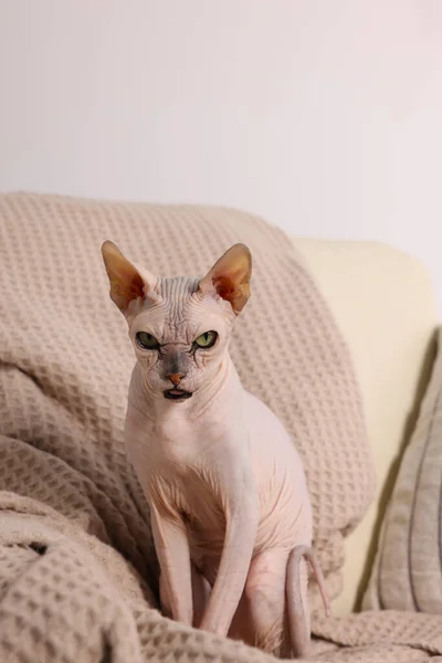 漂亮的Sphynx猫在家里的沙发上 可爱的宠物 — 图库照片