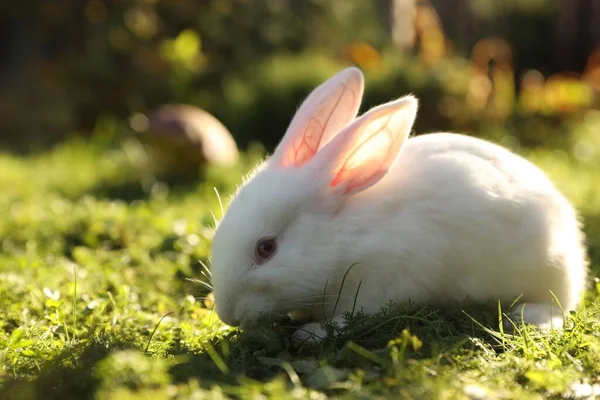 Niedliche Weiße Kaninchen Auf Grünem Gras Freien Raum Für Text — Stockfoto