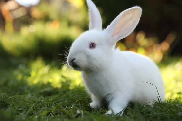 緑の芝生の上でかわいい白いウサギ屋外 — ストック写真