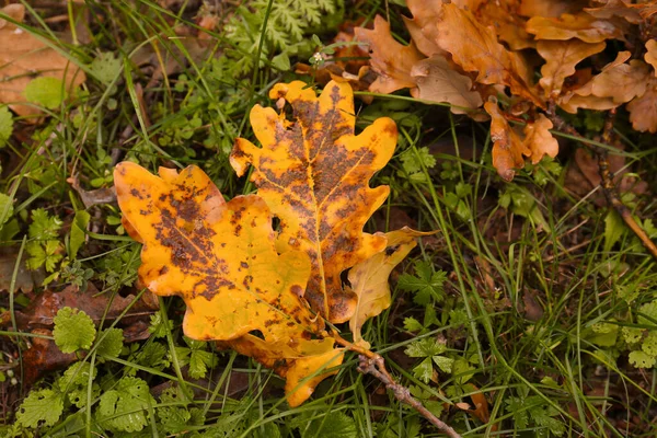 Падшие Осенние Листья Траве Вид Крупным Планом — стоковое фото