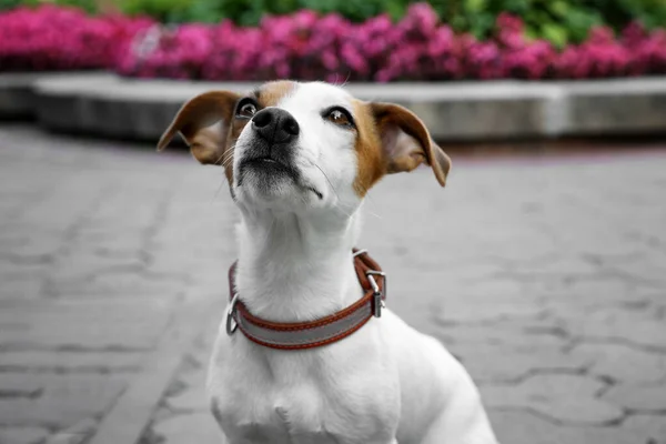 Gyönyörű Jack Russell Terrier Barna Bőr Kutya Gallér Város Utcáján — Stock Fotó