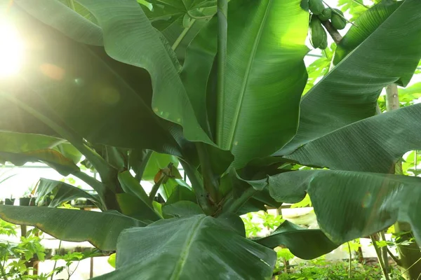 Banánový Strom Zelenými Listy Rostoucí Venku Detailní Záběr — Stock fotografie