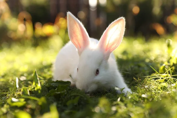 Söt Vit Kanin Grönt Gräs Utomhus — Stockfoto