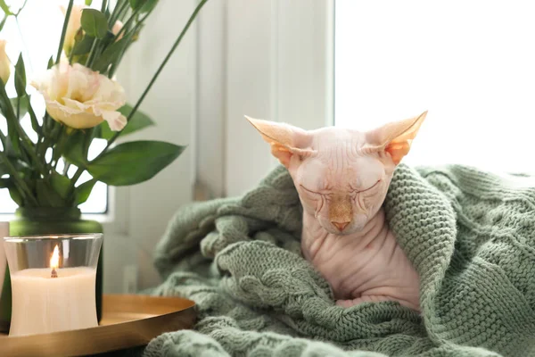 Красивая Кошка Сфинкс Завернутая Мягкое Одеяло Спит Окна Дома Любимое — стоковое фото