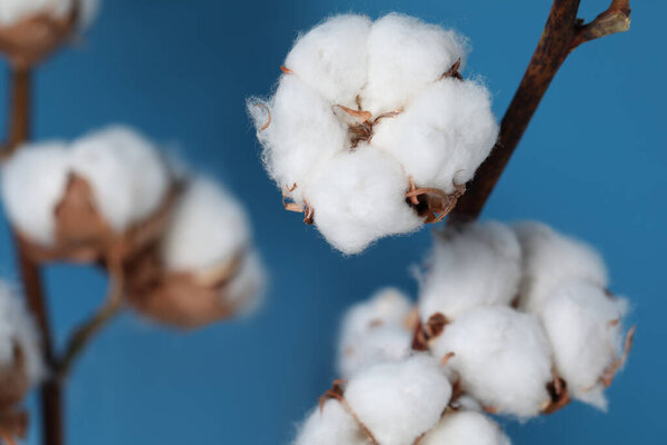Cotton branches with fluffy flowers on light blue background, closeup