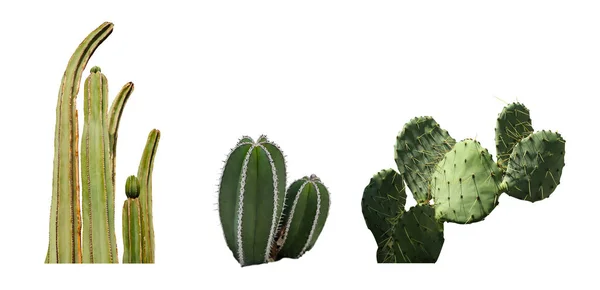Set Různými Krásnými Kaktusy Bílém Pozadí Návrh Nápisu — Stock fotografie