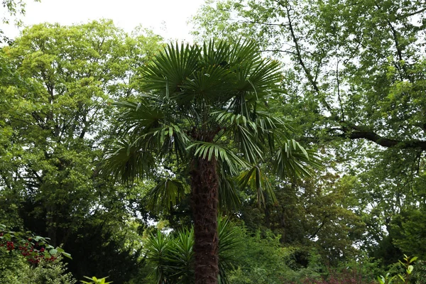 Krásné Palmy Zelené Stromy Parku — Stock fotografie