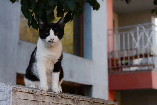 孤独な野良猫の屋外 テキストのためのスペース ホームレスのペット — ストック写真