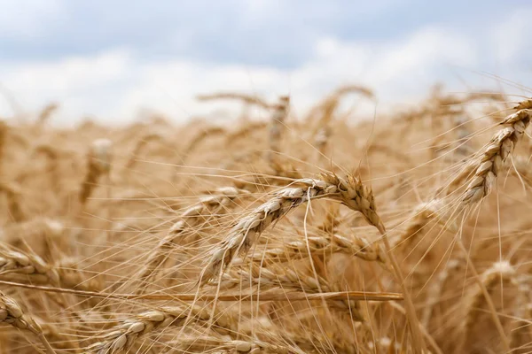 Espigas Trigo Maduro Campo Agrícola Primer Plano —  Fotos de Stock