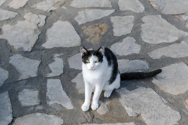 Einsame Streunende Katze Auf Steinoberfläche Freien Obdachloses Haustier — Stockfoto