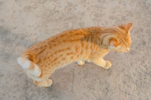 Osamělá Zbloudilá Kočka Kamenném Povrchu Nad Obzorem Domácí Mazlíček — Stock fotografie