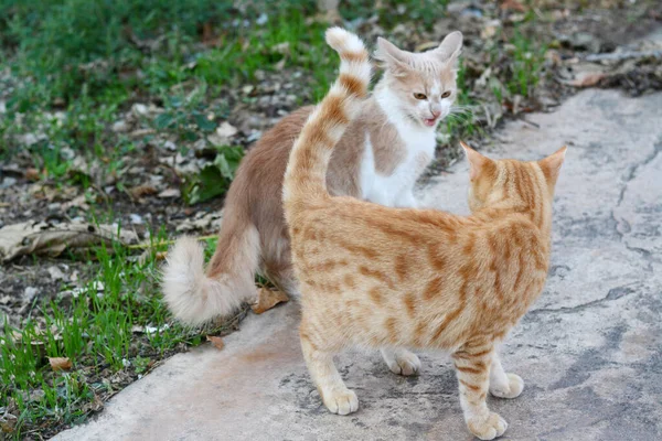 Einsam Streunende Katzen Auf Steinflächen Freien Obdachloses Haustier — Stockfoto