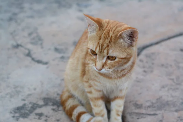 Μοναχική Αδέσποτη Γάτα Πέτρινη Επιφάνεια Κοντινό Πλάνο Άστεγο Κατοικίδιο — Φωτογραφία Αρχείου
