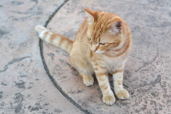 Einsame Streunende Katze Auf Steinoberfläche Freien Obdachloses Haustier — Stockfoto