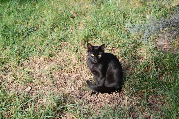 Μοναχική Αδέσποτη Γάτα Στο Πράσινο Γρασίδι Άστεγο Κατοικίδιο — Φωτογραφία Αρχείου