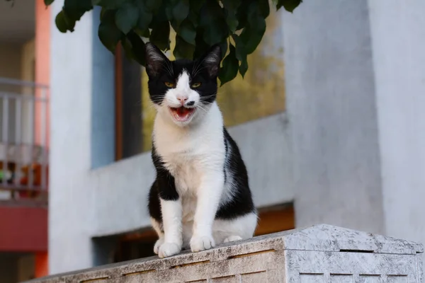 Einsame Streunende Katze Freien Platz Für Text Obdachloses Haustier — Stockfoto