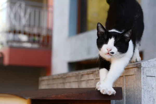孤独な野良猫の屋外 テキストのためのスペース ホームレスのペット — ストック写真