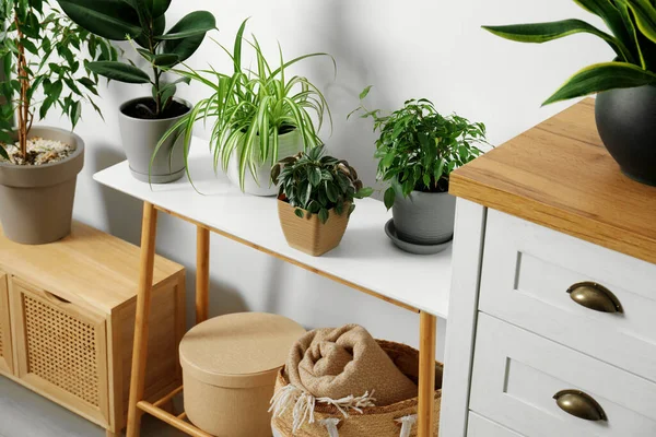 Mobília Madeira Elegante Com Belas Plantas Verdes Perto Parede Branca — Fotografia de Stock