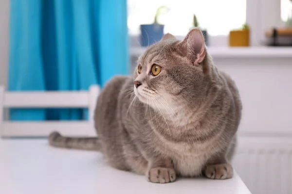 Söt Skotsk Rak Katt Vitt Bord Inomhus — Stockfoto