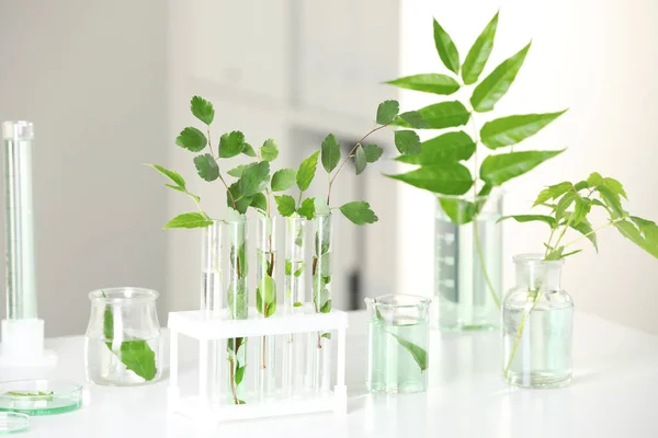 白いテーブルの上に植物と研究室のガラス製品 — ストック写真