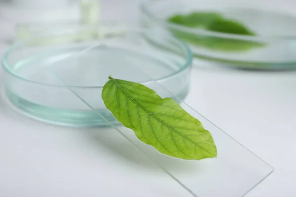 stock image Petri dish and glass slide with leaf on white table, closeup