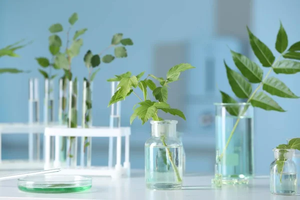 白いテーブルの上に植物と研究室のガラス製品 — ストック写真