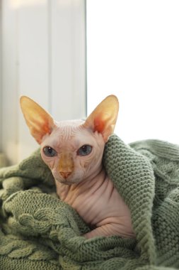 Evde yumuşak battaniyeye sarılı güzel bir Sphynx kedisi. Sevimli hayvan
