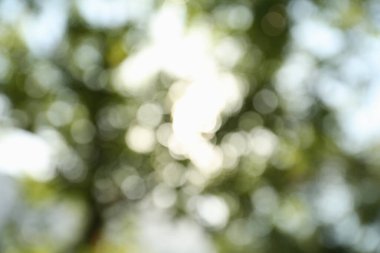 Açık havada güneşli bir günde yeşil ağaçların bulanık görüntüsü. Bokeh etkisi