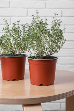 Aromatik yeşil kekik, tuğla duvarın yanındaki tahta masada saksıda.