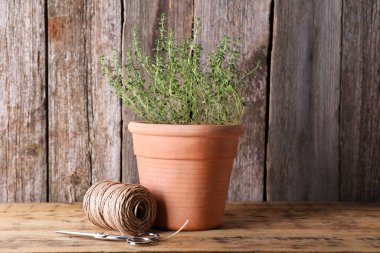Aromatik yeşil kekik, iplik makarası ve makas ahşap masada.