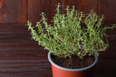 Ahşap masanın üzerinde yeşil kekik saksısı, yakın plan. Metin için boşluk