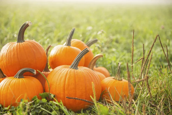 Many Ripe Orange Pumpkins Green Grass Outdoors Space Text — Stock Photo, Image