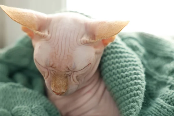 Yumuşak Battaniyeye Sarılı Güzel Sphynx Kedisi Evde Uyuyor Yakın Plan — Stok fotoğraf
