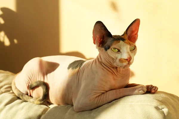 Adorável Sphynx Gato Travesseiro Casa Bonito Animal Estimação — Fotografia de Stock