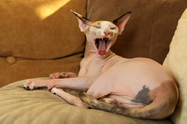 Schattige Sphynx Kat Liggend Kussen Binnen Leuk Huisdier — Stockfoto
