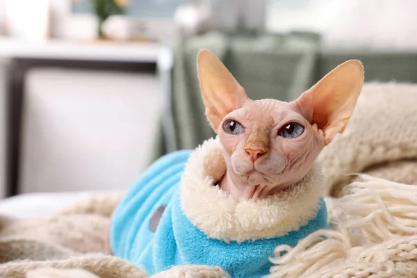 스핑크스 고양이는 집에서 스웨터를 텍스트를 귀여운 — 스톡 사진