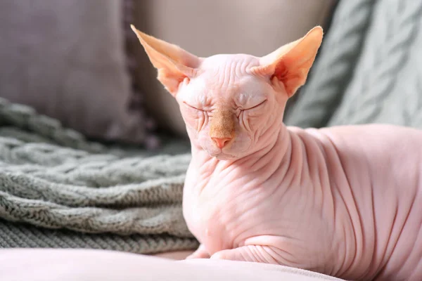 Krásná Sphynx Kočka Spící Pohovce Doma Prostor Pro Text Krásný — Stock fotografie