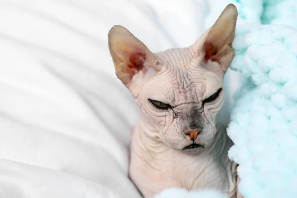 Adorable Sphynx Cat Home Closeup Space Text Lovely Pet — Stock Photo, Image